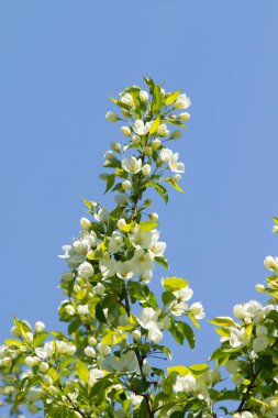 Mavi gökyüzünde yeşil yaprakları olan bir elma ağacının beyaz çiçekleri.