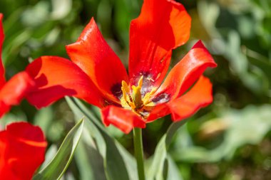 Parlak lale çiçekleri, saha doğası.