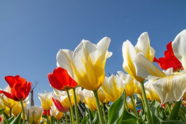 Mavi gökyüzüne karşı lale çiçekleri, alt görünüm, kırmızı, beyaz ve sarı.