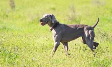 Avcılık Köpek av, yeşil çim, bahar manzara arayışı çalışır.