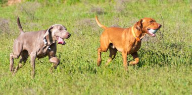 Avcılık Köpek av, yeşil çim, bahar manzara arayışı çalışır.
