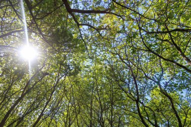 Mavi gökyüzü, bahar doğa karşı aşağıda ağaçlar görünümü yeşil yaprakları.
