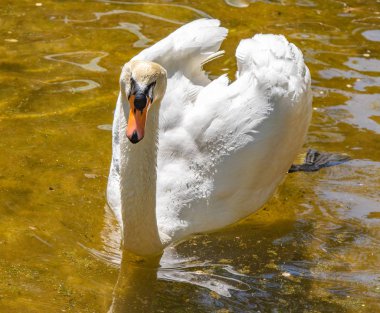 Beyaz Kuğu suda yüzerler, yaz gölet.