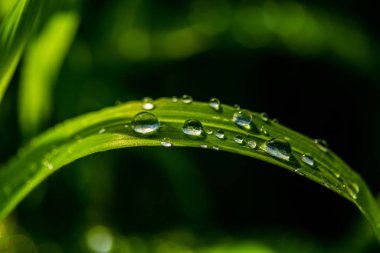 Yağmur damlaları ile yeşil çim, manzara kapatmak.