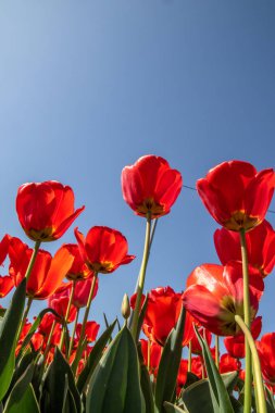 Mavi gökyüzüne karşı lale çiçekleri, alt görünüm, kırmızı, beyaz ve sarı.