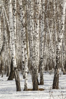 Huş ağacı orman kış manzarası.