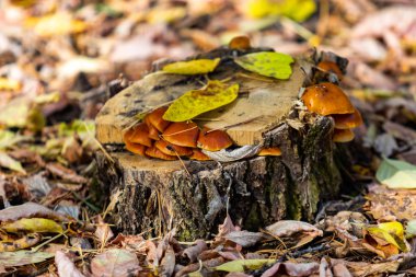 Sonbahar manzarası, eski bir kütükteki mantarlar..