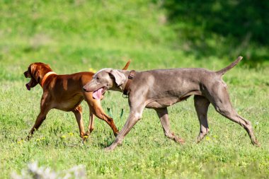 Köpek avcılık, doğa yeşil alan yaz.