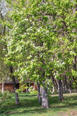 Ağacın yeşil yaprakları beyaz kiraz çiçekler.