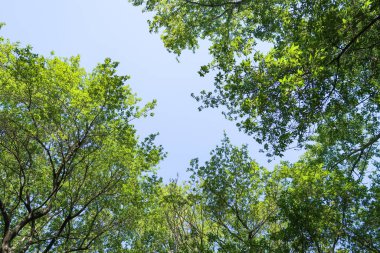 Mavi gökyüzü, bahar doğa karşı aşağıda ağaçlar görünümü yeşil yaprakları.