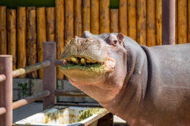 Ot yiyen bir su aygırının portresi