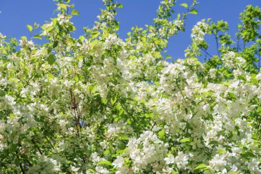 Mavi gökyüzüne karşı elma kiraz beyaz çiçekler. Doğa bahar.