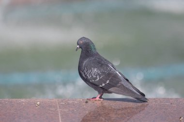 Vahşi güvercin oturur, arka plan bulanık, yaz doğa.