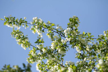 Mavi gökyüzünde yeşil yaprakları olan bir elma ağacının beyaz çiçekleri.