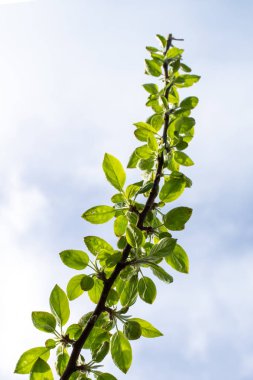 Mavi gökyüzü, yaz manzara karşı yeşil ağaçlar.