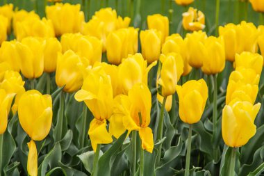 Yeşil bir tarlada sarı laleler, çiçek tarlaları..