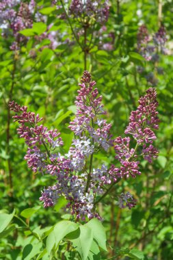 Ağaç Lila, yeşil yaprakları mor çiçekler, bahar manzara.