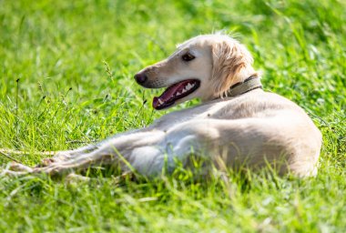 Köpek avcılık, doğa yeşil alan yaz.