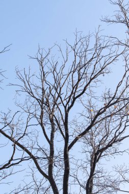 Sonbahar mavi gökyüzünün arka planında çıplak dallar.
