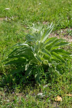 Bir tarlada dikenli çalıyeşil yaprakları.