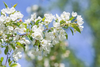 Elma ağacının beyaz çiçekler mavi gökyüzüne karşı ağacın yeşil yaprakları vardır.