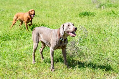 Köpek avcılık, doğa yeşil alan yaz.