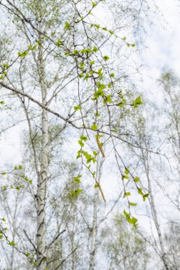 Huş ağaçları orman çim erken bahar orman alan.