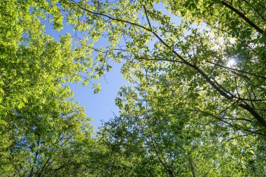 Mavi gökyüzü, bahar doğa karşı aşağıda ağaçlar görünümü yeşil yaprakları.
