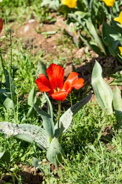 Parlak lale çiçekleri, saha doğası.