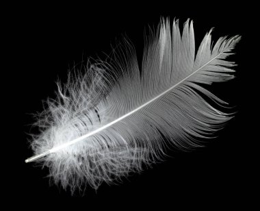 Havada siyah bir arka planda beyaz kuğu tüyü. Havada süzülen soyut beyaz tüyler.