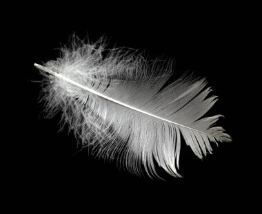 Havada siyah bir arka planda beyaz kuğu tüyü. Havada süzülen soyut beyaz tüyler.