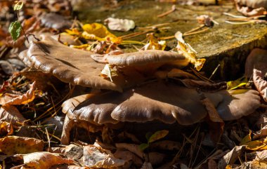 Sonbahar manzarası, eski bir kütükteki mantarlar..