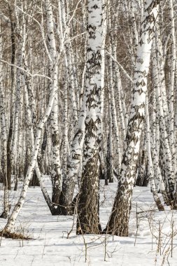 Huş ağacı orman kış manzarası.