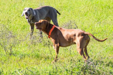 Avcılık Köpek av, yeşil çim, bahar manzara arayışı çalışır.