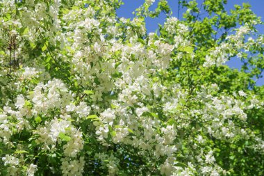 Mavi gökyüzüne karşı elma kiraz beyaz çiçekler. Doğa bahar.