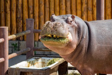 Ot yiyen bir su aygırının portresi