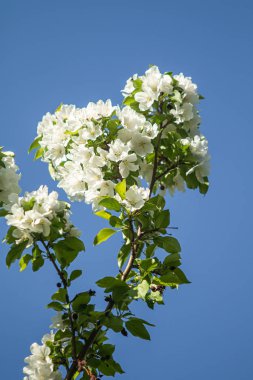 Elma ağacının beyaz çiçekler mavi gökyüzüne karşı ağacın yeşil yaprakları vardır.