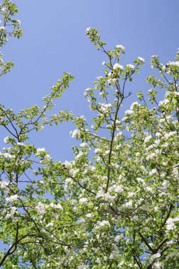 Mavi gökyüzüne karşı elma kiraz beyaz çiçekler. Doğa bahar.