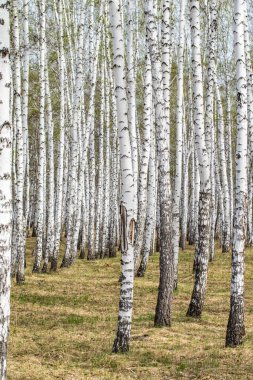 Huş ağaçları orman çim erken bahar orman alan.