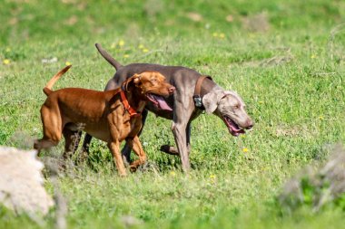 Köpek avcılık, doğa yeşil alan yaz.