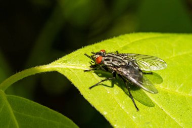 Gri sinek yeşil yaprak yakın yukarı oturur.