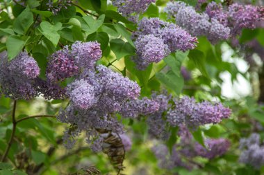 mor çiçekler leylak, bahar doğası