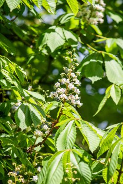 Yeşil yeşillik ile beyaz kestane çiçekleri.