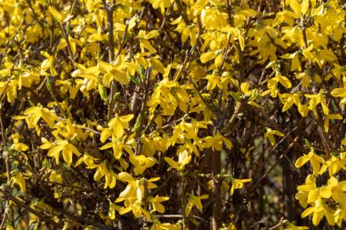 Sarı Mimoza bitki çiçekleri yakın