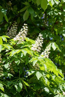 Yeşil yeşillik ile beyaz kestane çiçekleri.