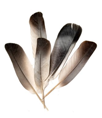 Siyah arkaplanda kuş tüyü.