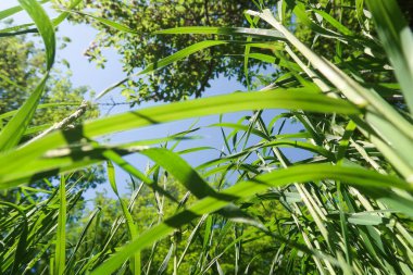 Gökyüzüne yeşil çim alt görünümü.