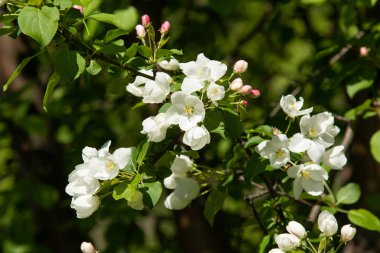 Çiçeklenme elma bahçesi. Elma ağaçları beyaz çiçekler, yeşil yaprakları yakın.