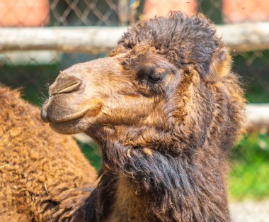 Camel gri yün Başkanı, burun üzerinde uçar, doğa.