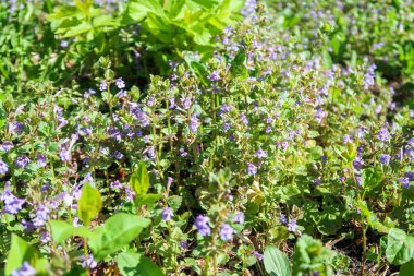 Yeşil çim kokulu nane mor çiçekler.